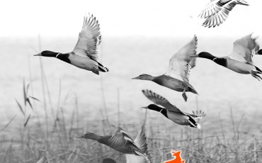 lov_na_divlje_patke